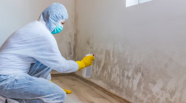 a mold removal expert